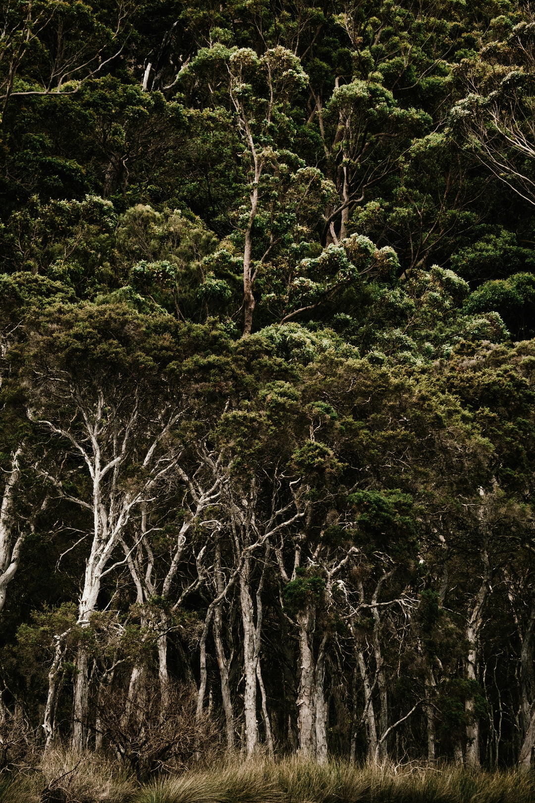 Earthy & Woodlands Fragrance Oils