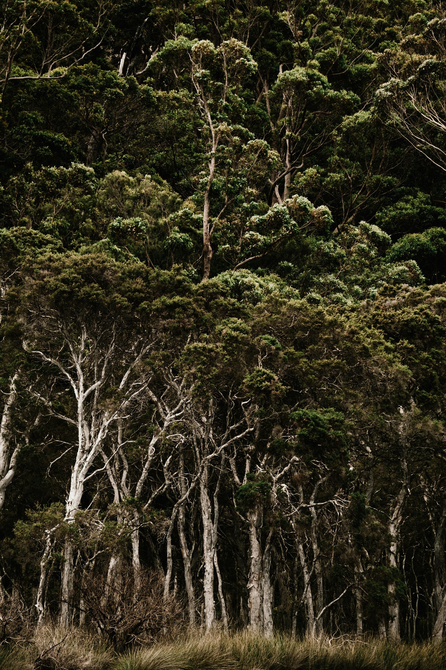 Earthy & Woodlands Fragrance Oils
