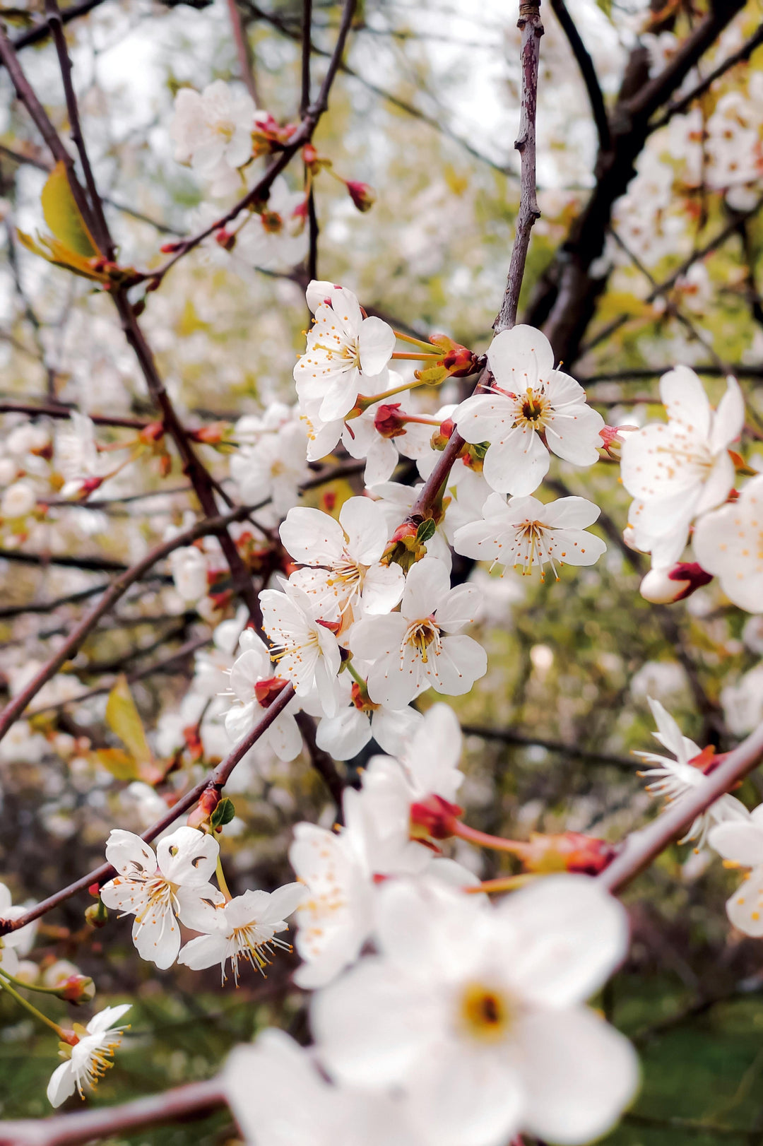 Floral & Fresh Fragrance Oils