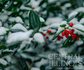 Balsam Berry Mint