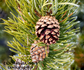 Pine Cone Forest | Fragrance Oil