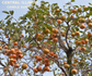 Persimmon Tree | Fragrance Oil