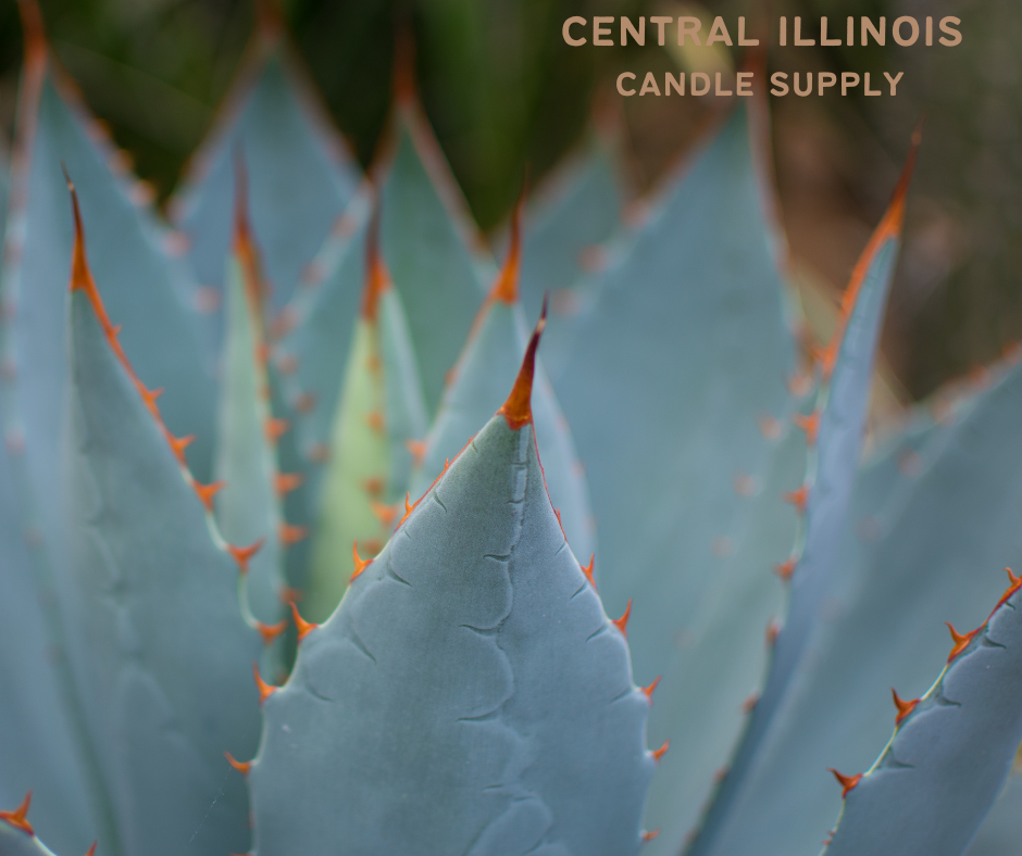 Agave + Hibiscus