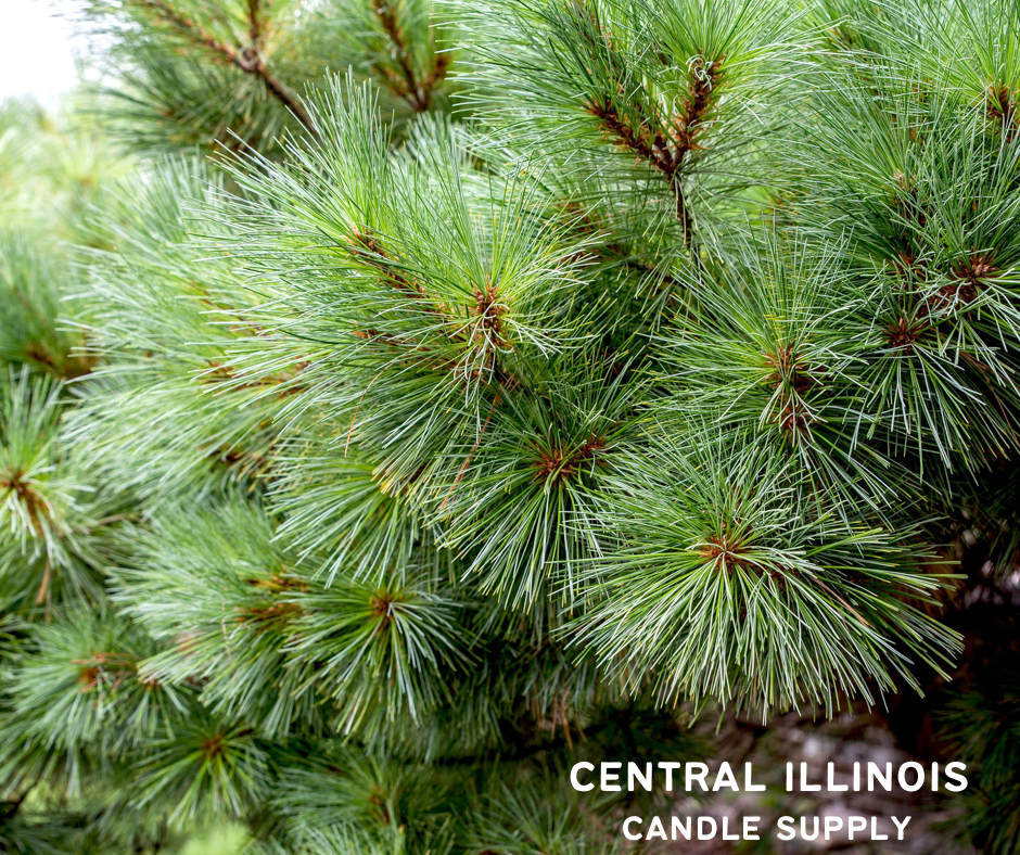 Eastern White Pine | Ci Candles Supply – Central Illinois Candle Supply