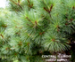 Eastern White Pine | Ci Candles Supply